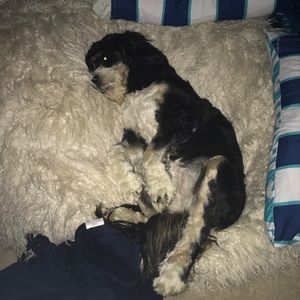 Meet your Posher, Piper